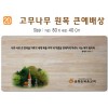 고무나무 원목 큰예배상-80*40Cm 두께 18.5T